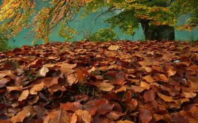 Villa Sere Rocca di Cambio 19 Autunno a Rocca di Cambio